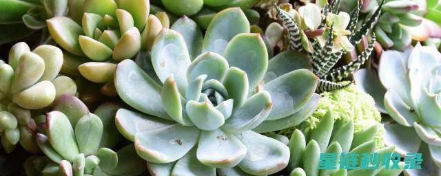 室内种植多肉植物的注意事项与技巧 (室内种植多肉植物好吗)