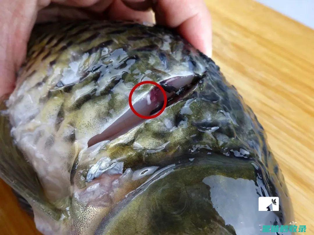 去除鱼腥味，这些细节你一定忽略了 (去除鱼腥味用什么调料)