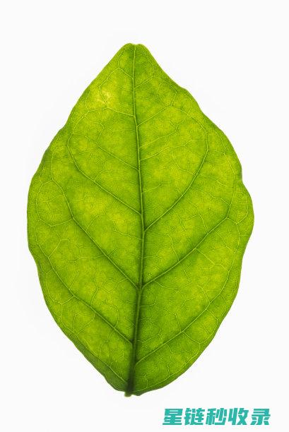 叶片光亮植物的养护全攻略：从新手到专家的进阶之路 (叶片光亮植物有哪些)