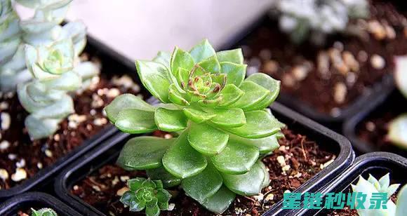 多肉植物养护：如何在多肉上进行繁殖 (多肉植物养护方法)